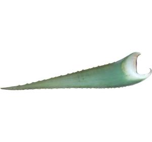 ALOE VERA  KG
