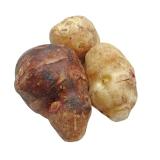 TOPINAMBOUR LE KG