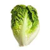 SALADE SUCRINE PIÈCE